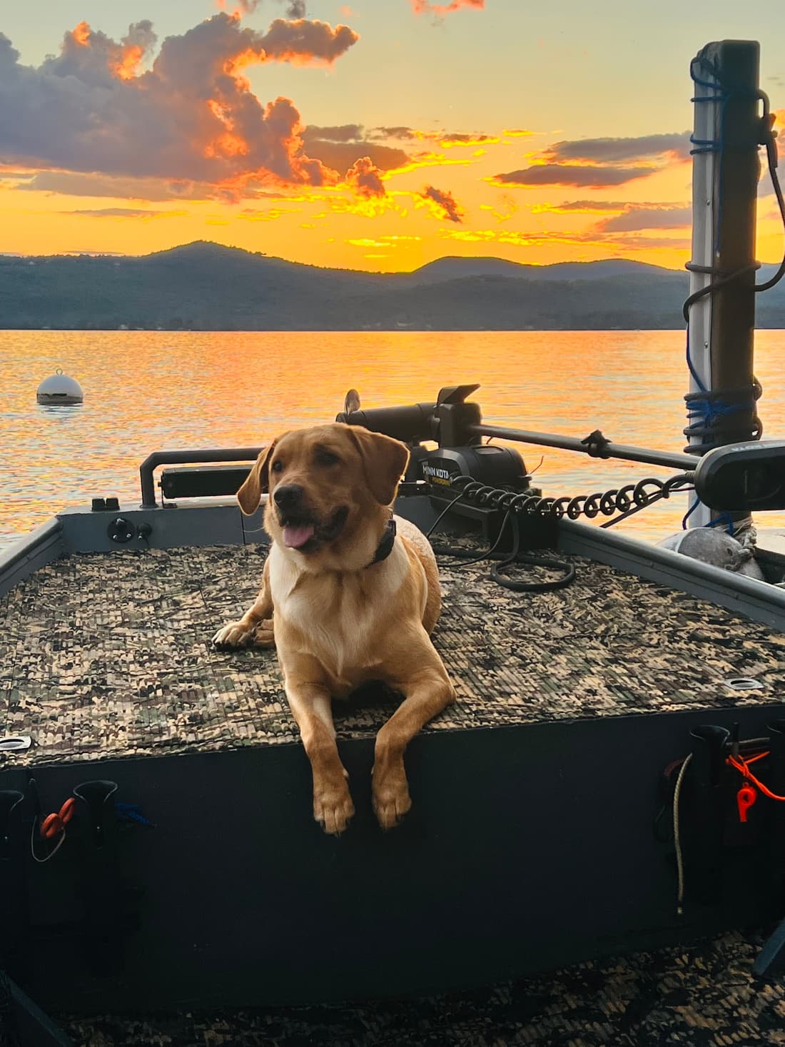 RIPP, the family's yellow Labrador, on a boat at sunset.